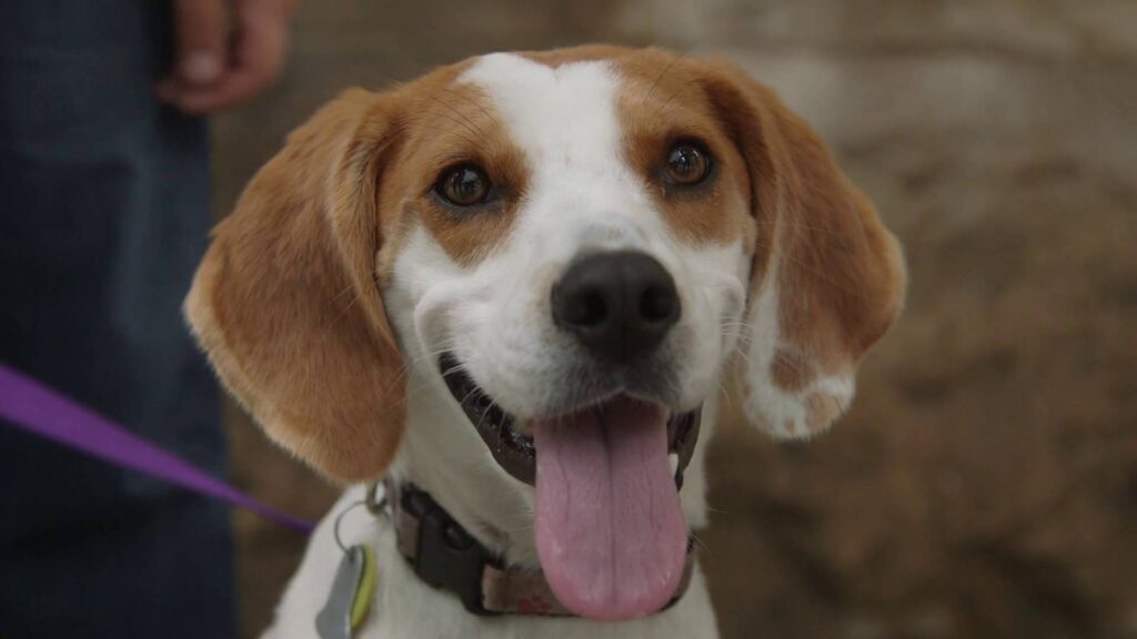 Close-up of a smiling cute tan and white beagle dog