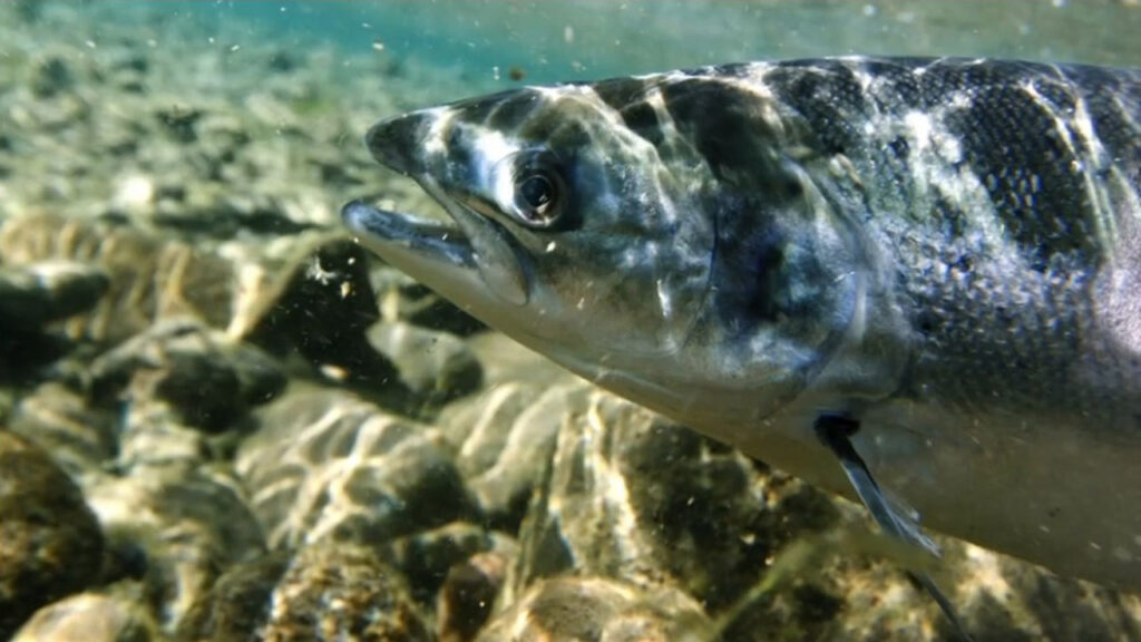 conservation video fish in water