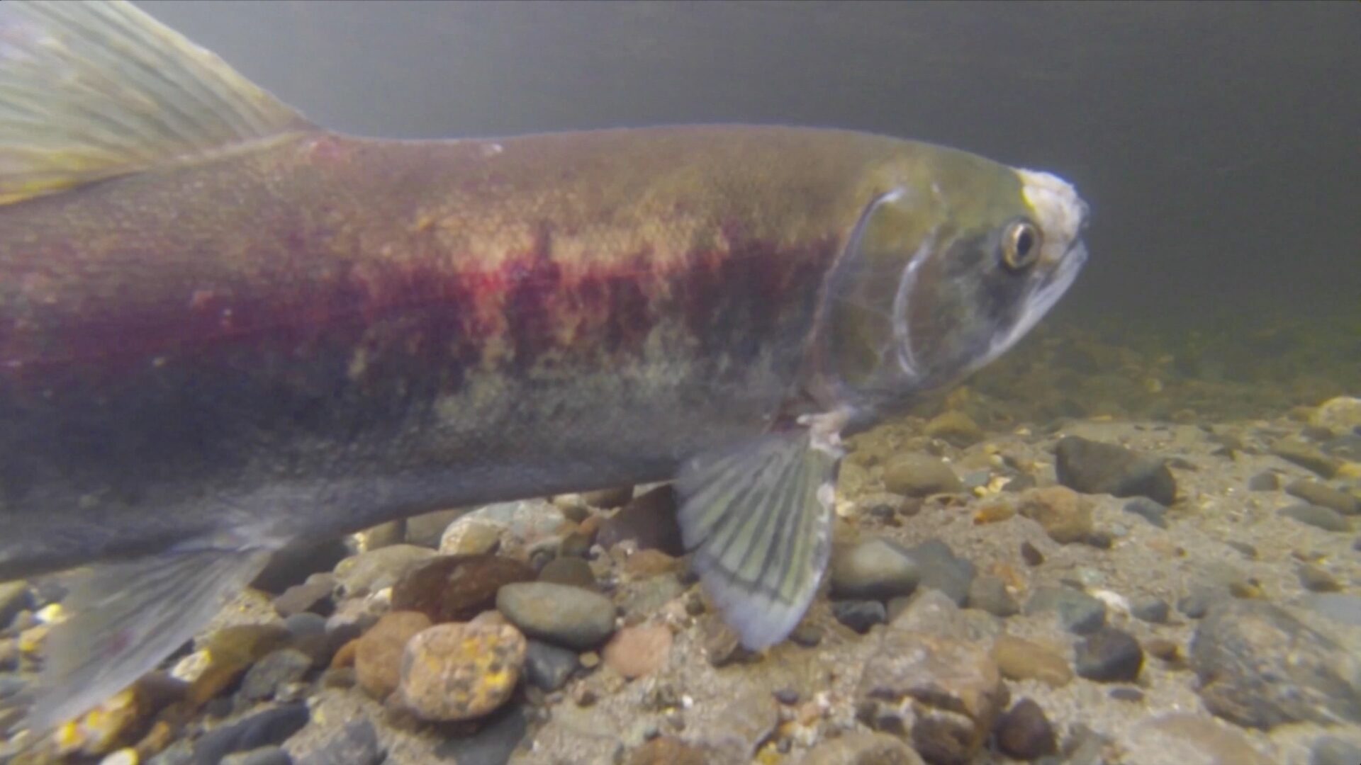 Trout